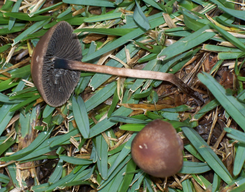 funghetti in giardino